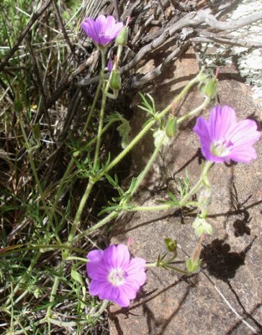 Geranium robustum flowering